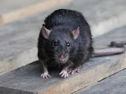Rats in House: How to Prevent Infestation Before It Starts in Norway