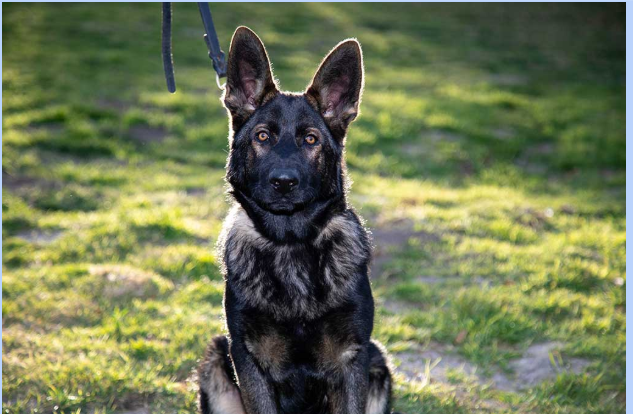 Working line German Shepherd: the ideal personal protection dog Working line German Shepherd: the ideal personal protection dog
