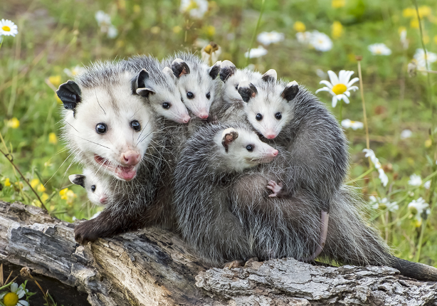 Why Professional Possum Removal in Balgowlah Benefits the Northern Beaches Why Professional Possum Removal in Balgowlah Benefits the Northern Beaches