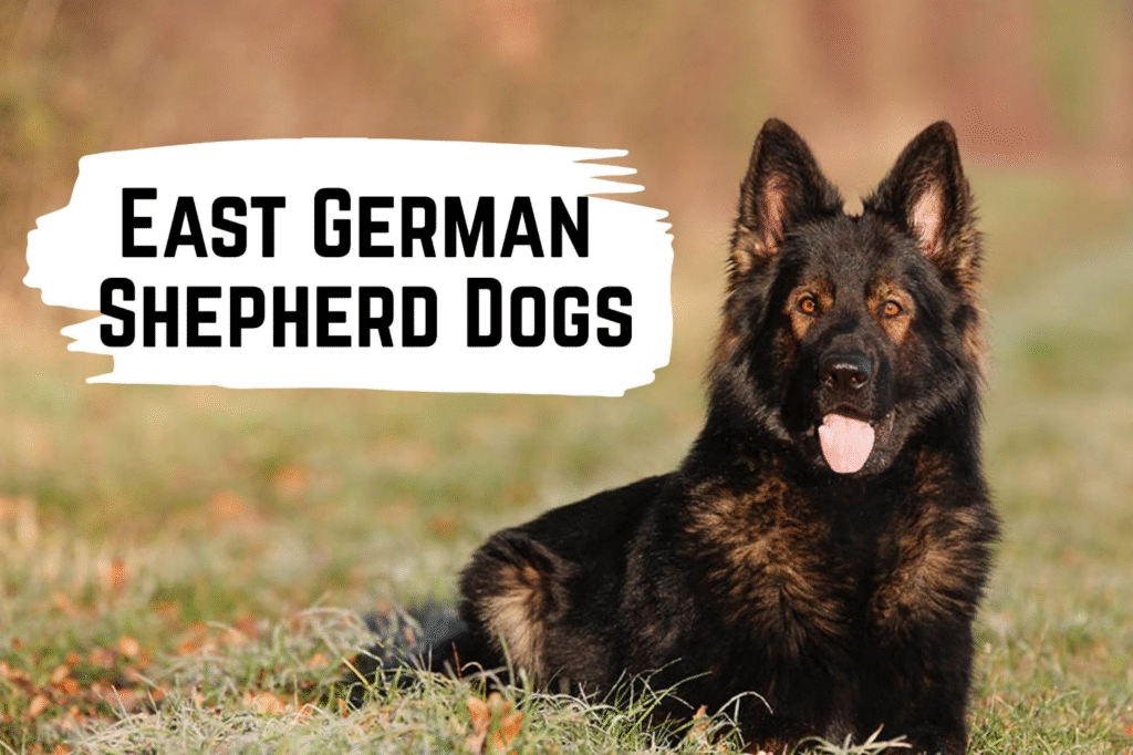 East German Shepherd Dogs: History, Bloodlines, and Protection Superiority