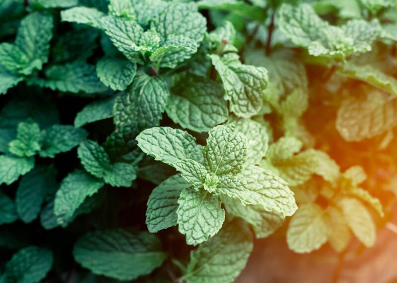 Recharge Naturally: How A1bodyfuel Recovery Supplements Help You Combat Stress and Rebuild Strength