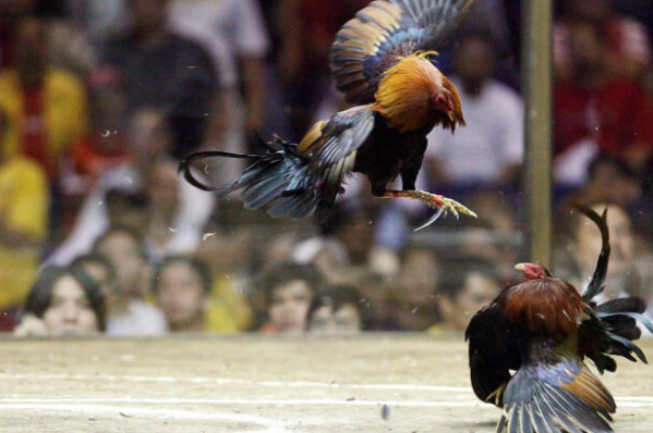 Live Cockfight Streaming on Keobet