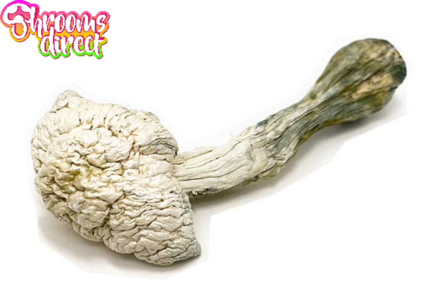 From Curiosity to Clarity: How Online Marketplaces Are Shaping Psychedelic Wellness