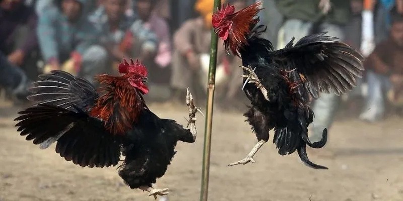 Online Cockfighting 888NOW – The Most Attractive Playground