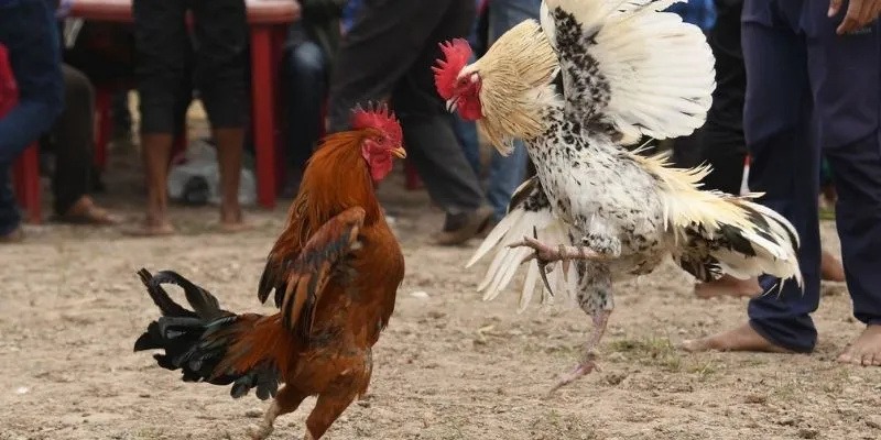 Online Cockfighting 888NOW – The Most Attractive Playground